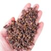 PureFlavor Handpicked Clove Spice Bulk Pack