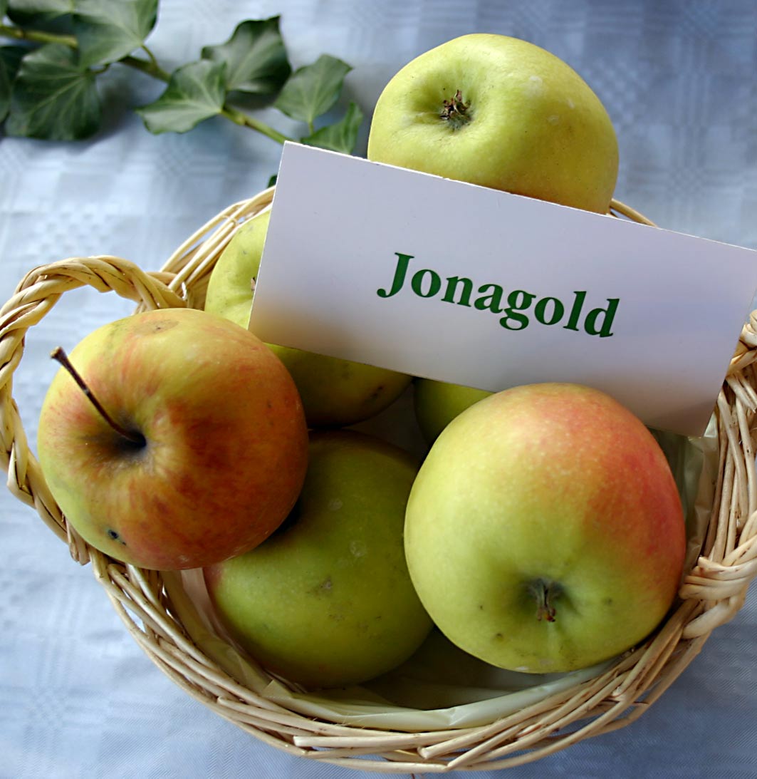 Malus-Jonagold
