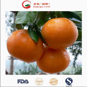 Premium Wogan Mandarin Sweet Citrus