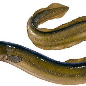 EeL Fish