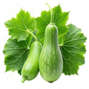 Bottle Gourd